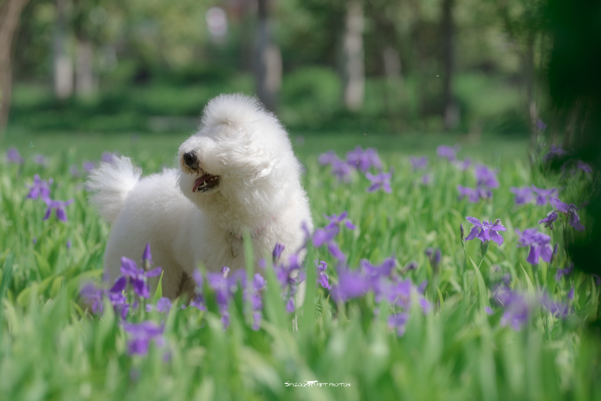 草莓巨贵|摄影|动物|spyzoo - 原创作品 - 站酷 (ZCOOL)