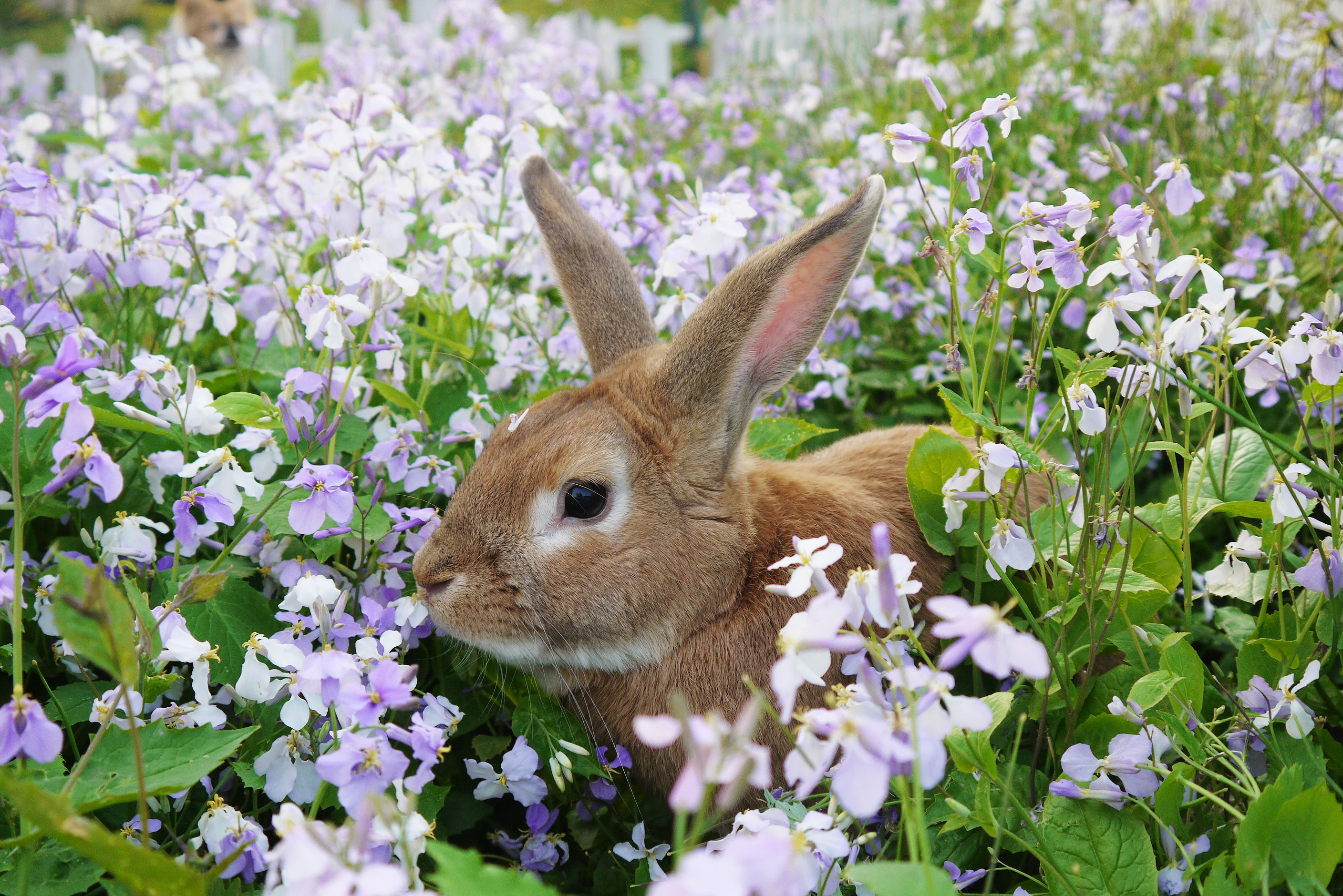 兔几仙森的春天|摄影|动物|了了拉拉 - 原创作品