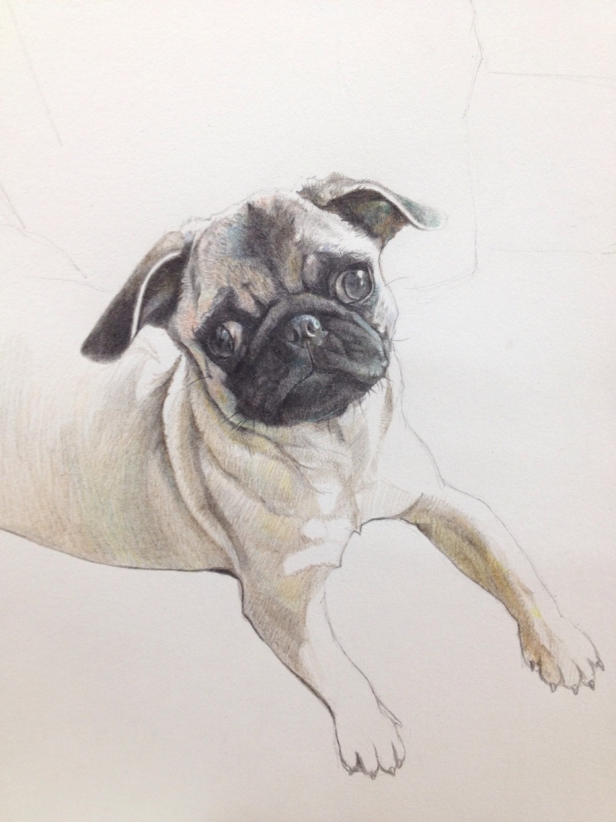 八哥犬彩铅|彩铅|纯艺术|法克鱿喵咪 - 原创设计