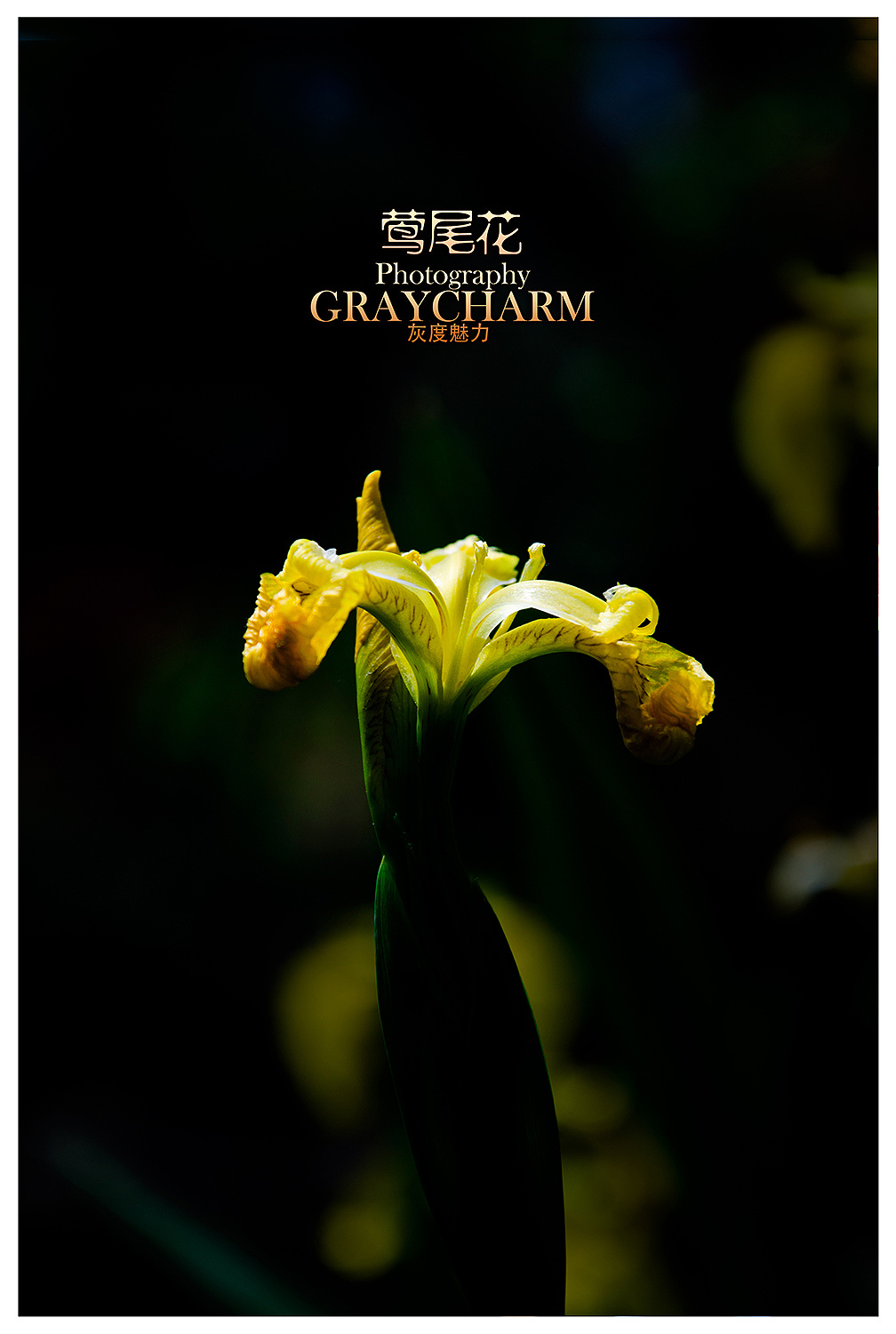 电影小花插曲绒花简谱