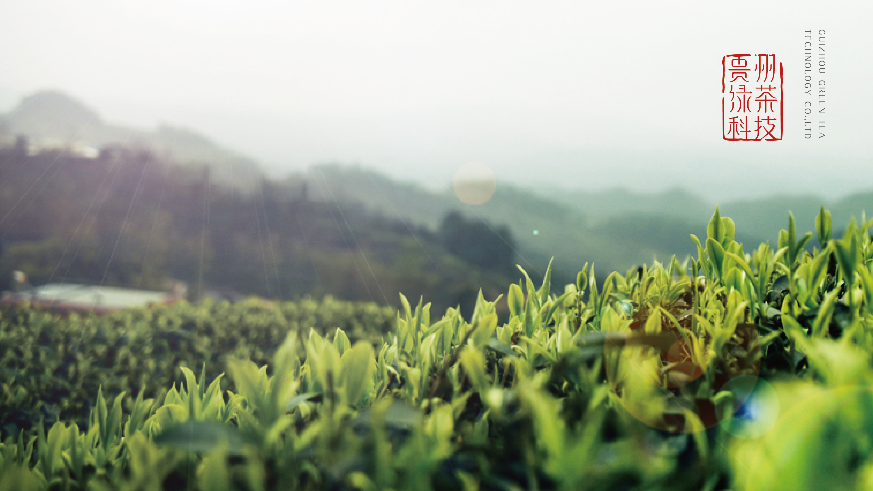贵州绿茶科技-视觉形象设计|平面|品牌|高乾奥义