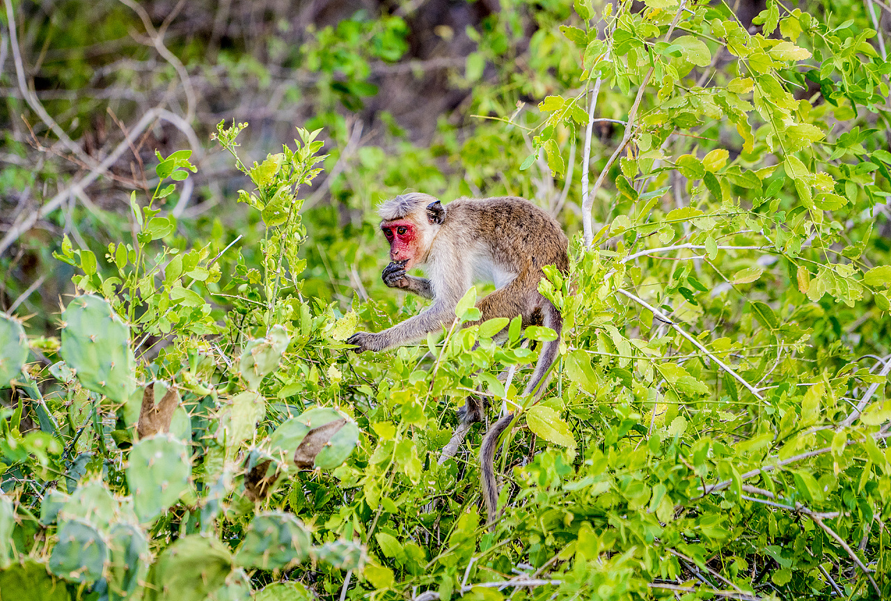 斯里兰卡亚拉国家动物园丛林探险|摄影|动物|明