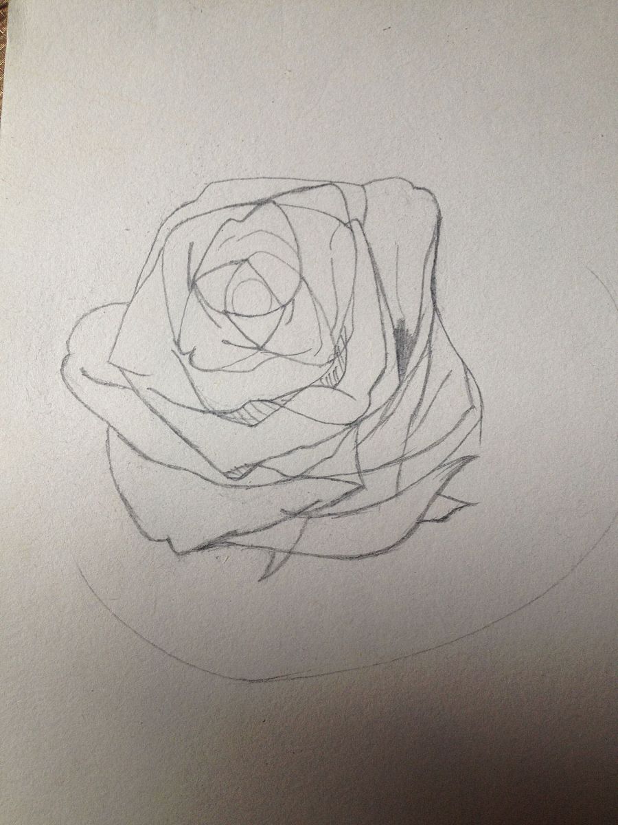 原创作品:春天来了素描一张蔷薇花