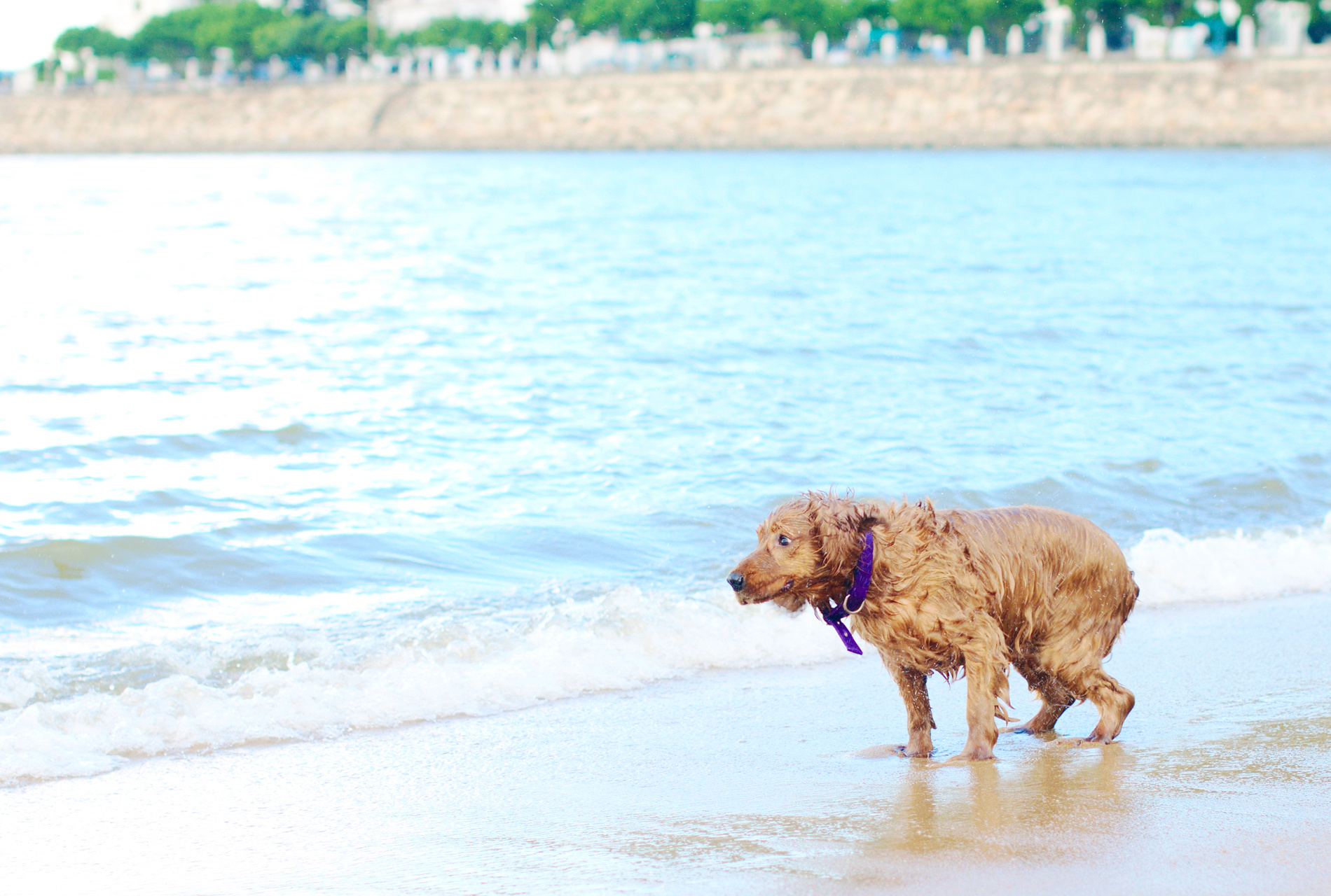 深圳宠物摄影-珀珀宠物摄影之海边的狗狗|摄影|动物|深圳珀珀宠影 - 原创作品 - 站酷 (ZCOOL)