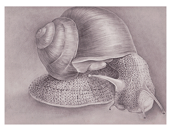2 0ldcr0 杭州  |  网页设计师   最近练习素描,就小试牛刀了一幅蜗牛