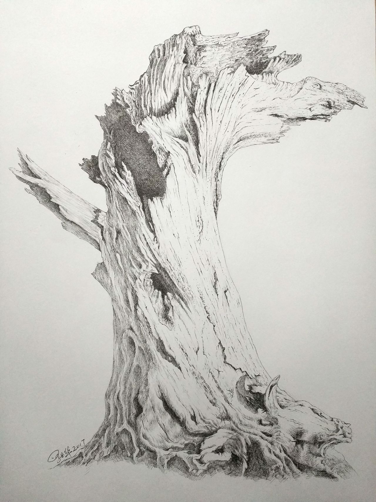 树桩|纯艺术|钢笔画|艺华天宝 - 原创作品 - 站酷