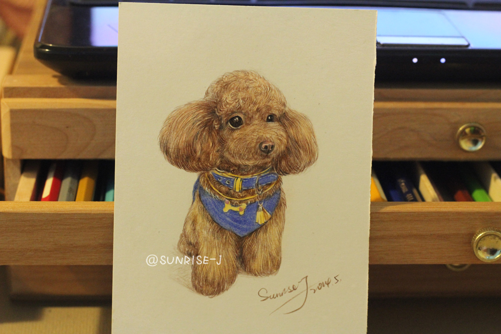 彩铅手绘一只泰迪狗狗