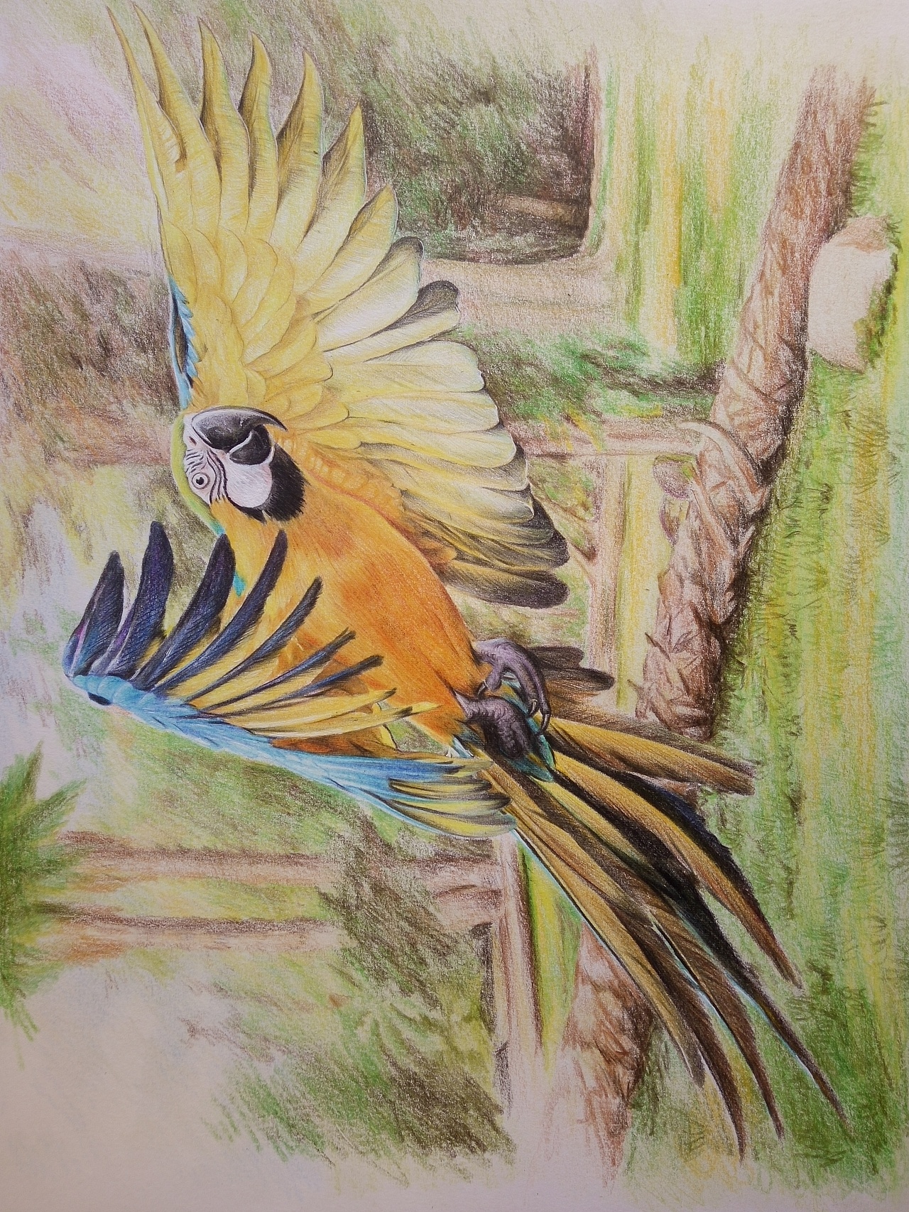 彩铅画鹦鹉|插画|插画习作|双小颖 - 原创作品 - 站酷 (ZCOOL)