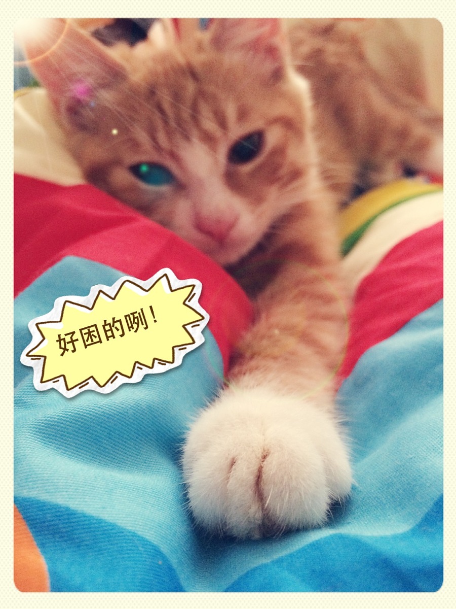 卖萌可耻--喵小羞