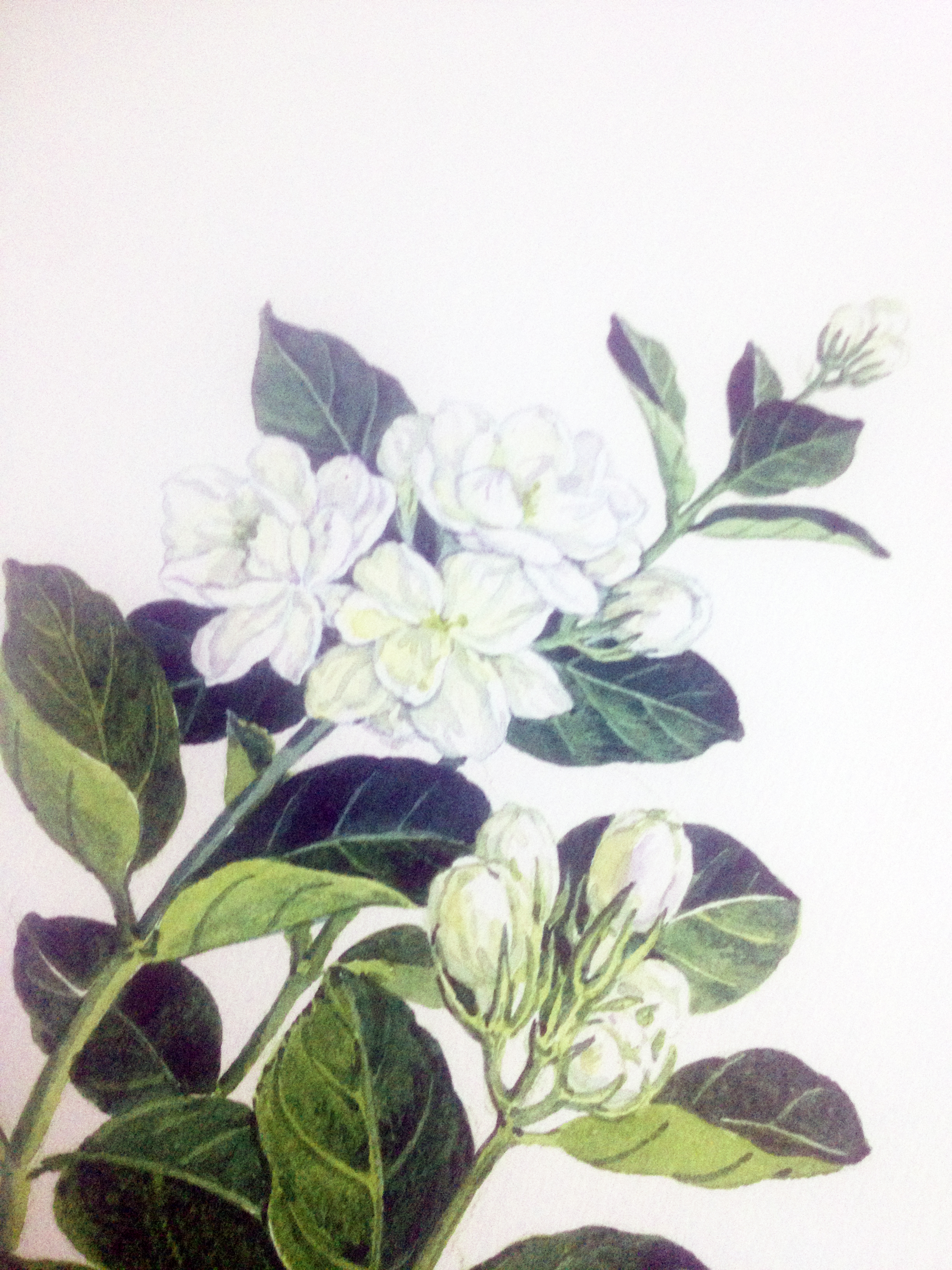几种植物花卉的水彩画步骤