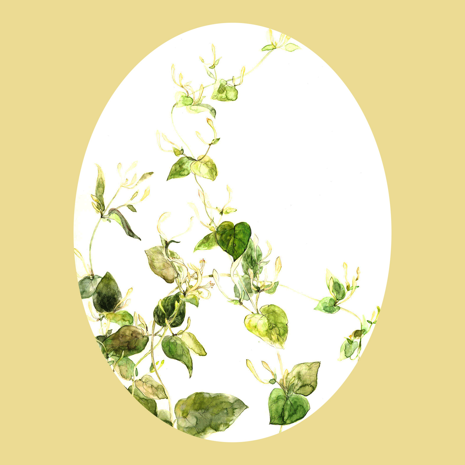 植物生长——金银花|插画|插画习作|77糖小逗 - 原创