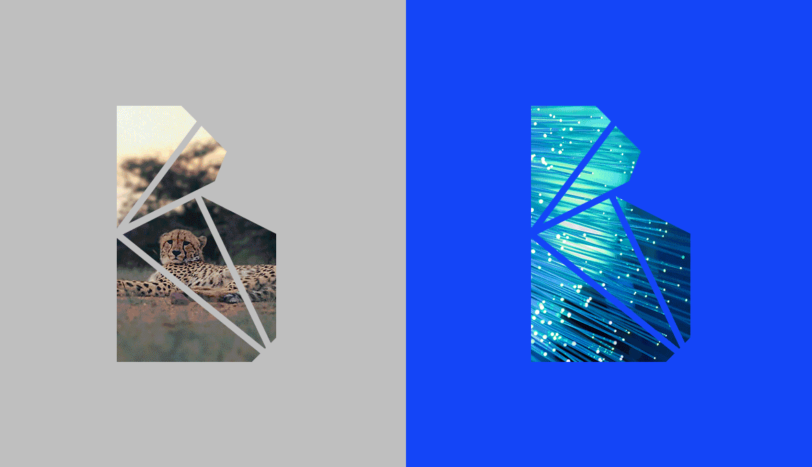 的豹,发现了来自远方的客人,抬起头观望