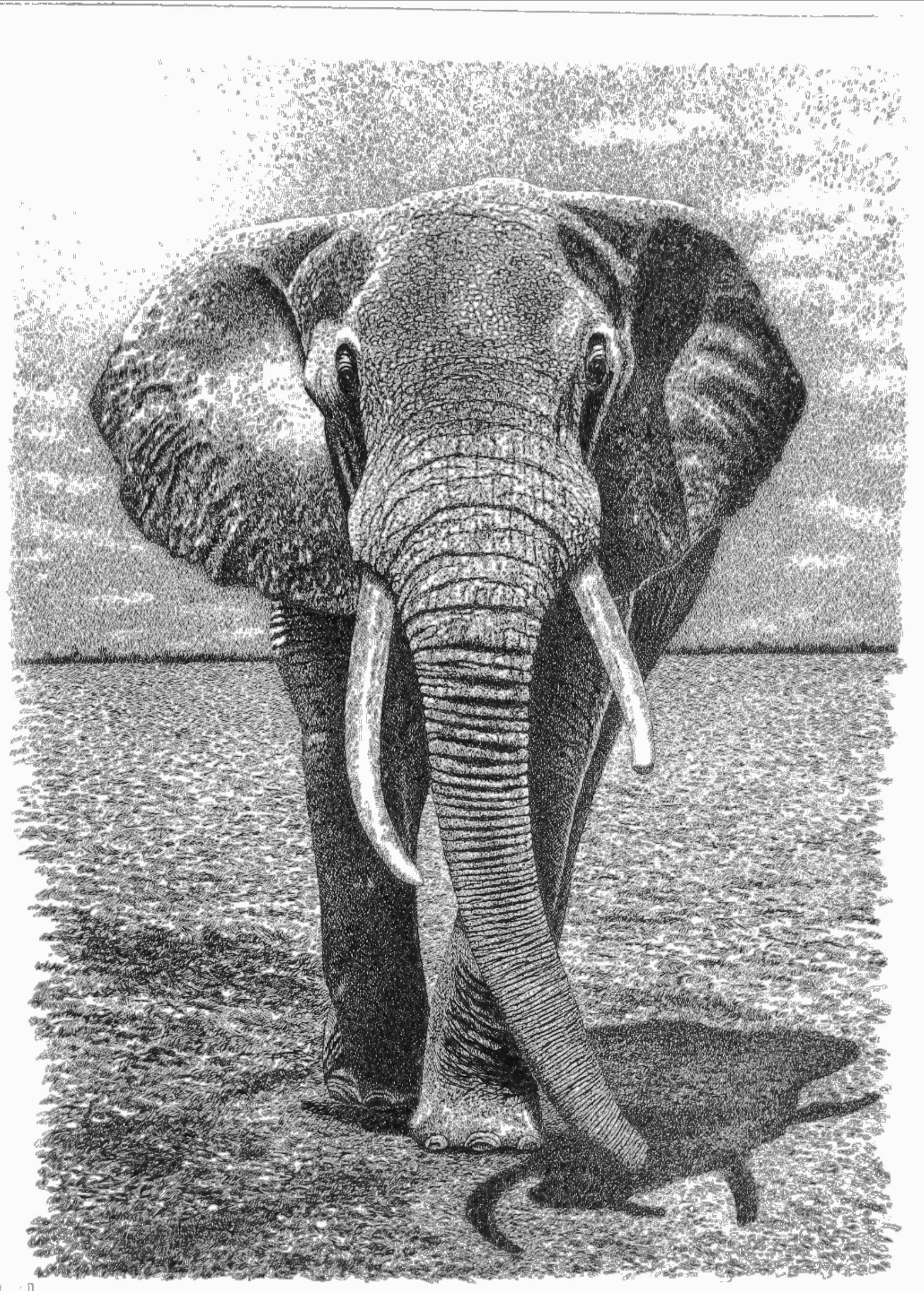 钢笔画大象