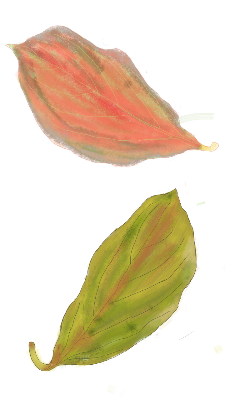 柿子树的落叶|绘画习作|插画|wakefei - 原创设计