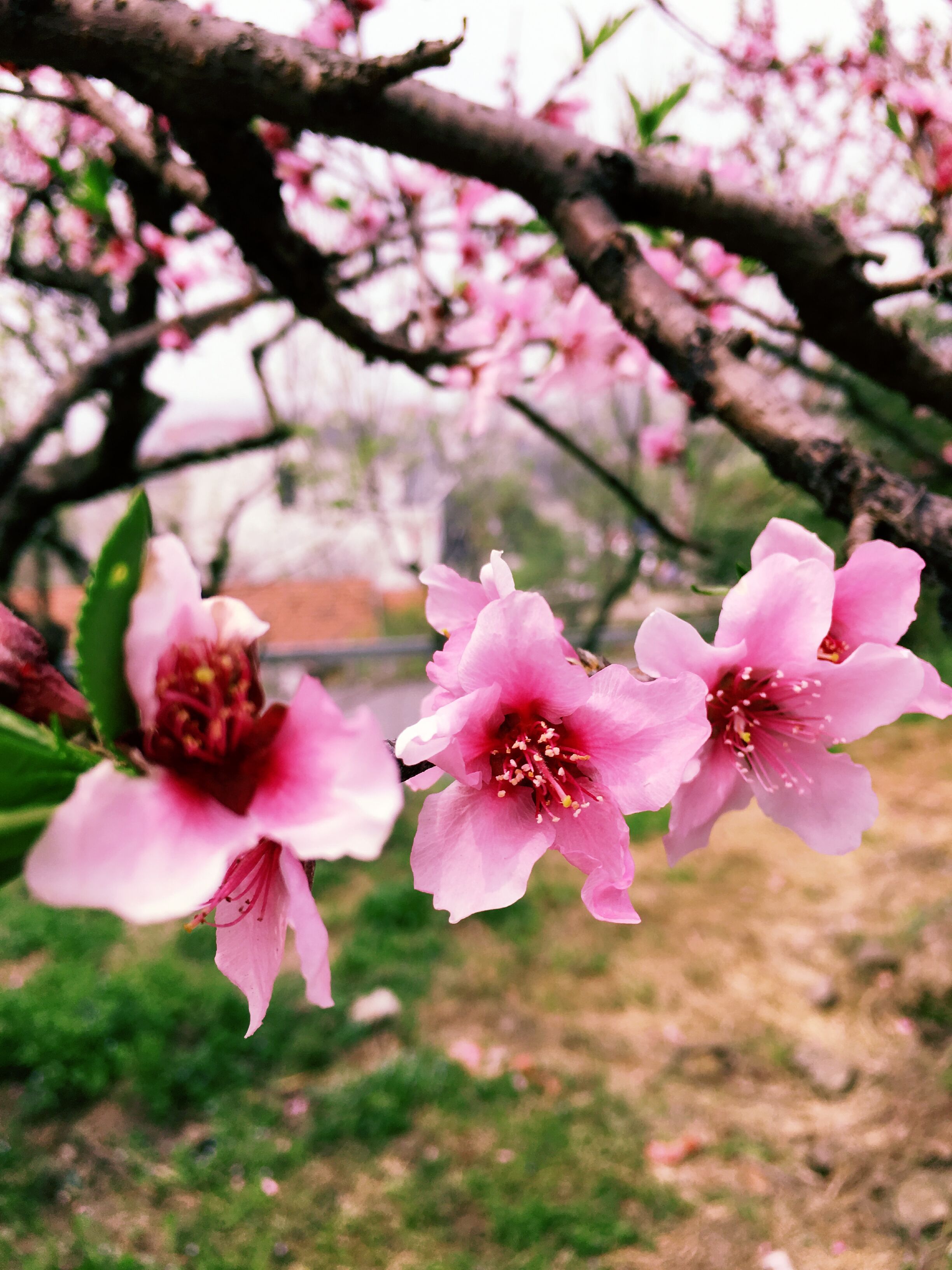 桃花盛开