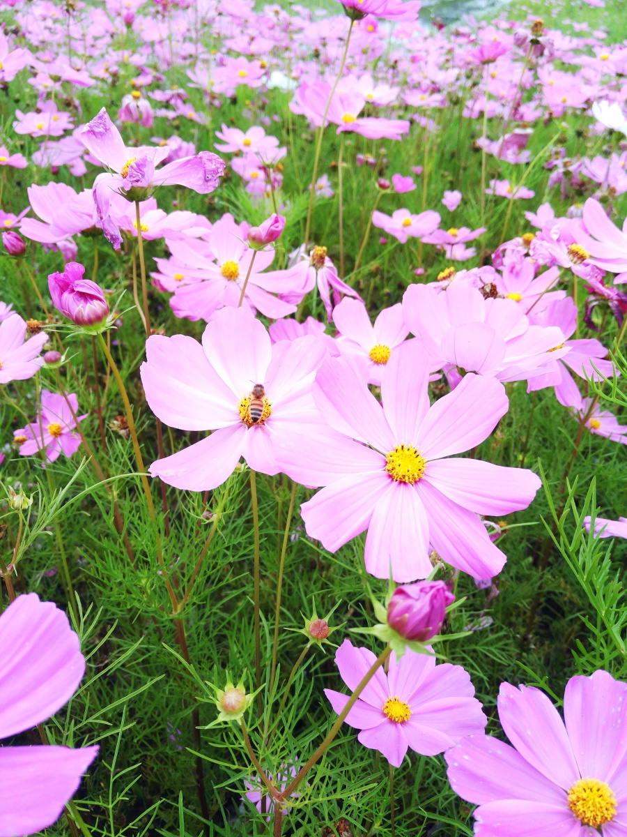 花影|静物|摄影|麟鹤轩 - 原创设计作品 - 站酷 (Z