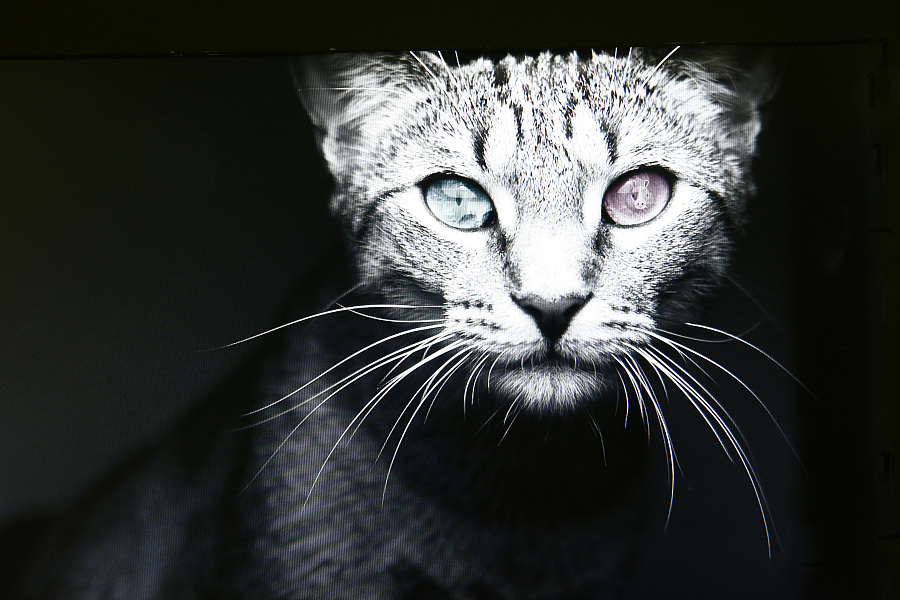 互动装置作品《动物视觉反思》|展示\/橱窗\/店面