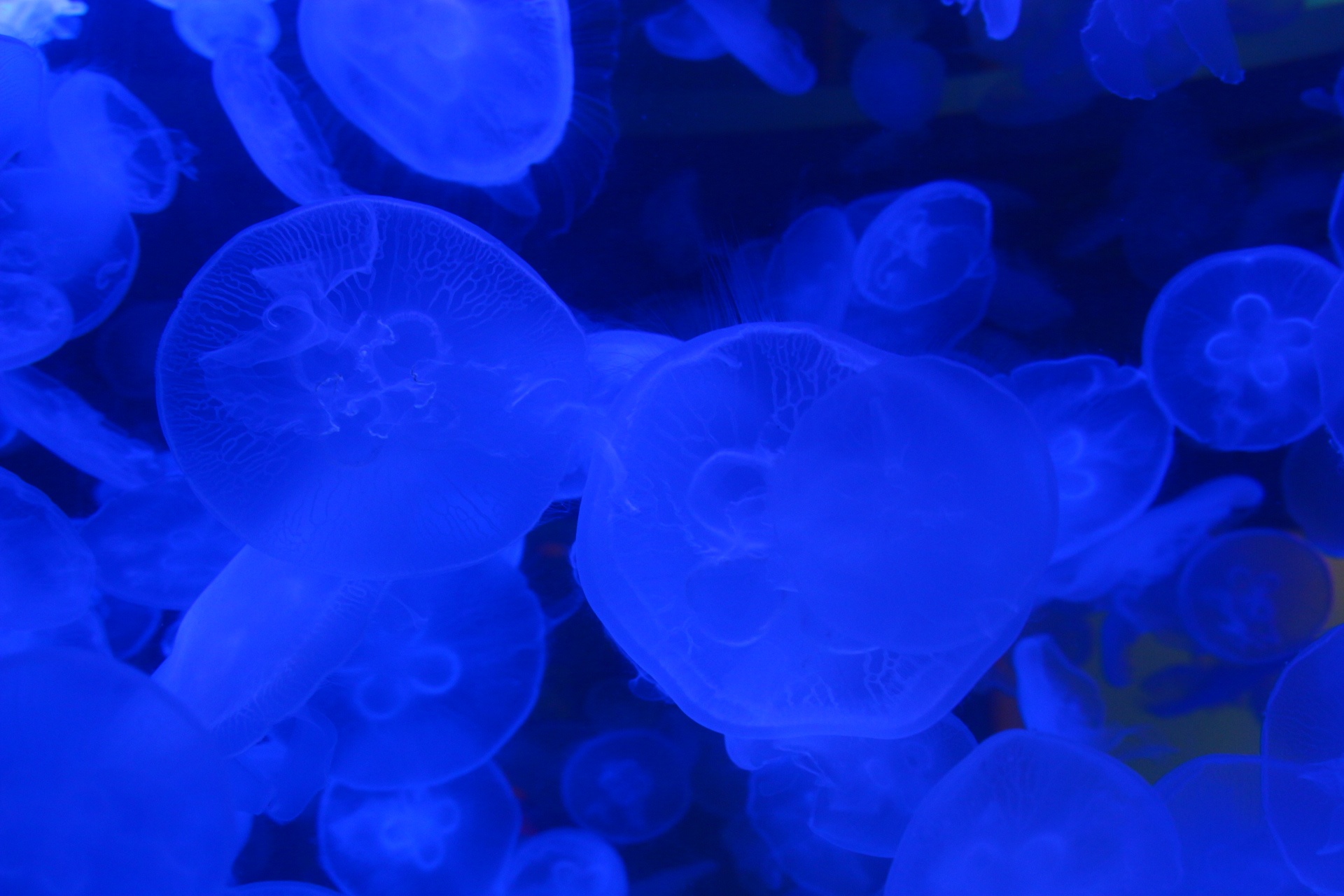 壁纸 动物 海底 海底世界 海洋馆 水族馆 鱼 鱼类 1920_1280