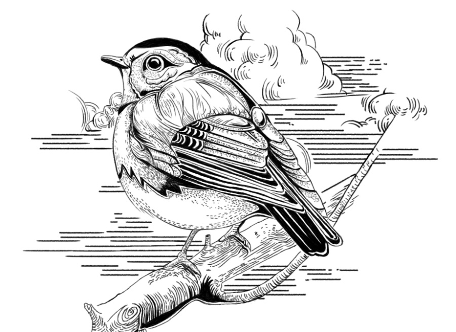 开心老头手绘课-第一次作业-点线面画小鸟|绘画