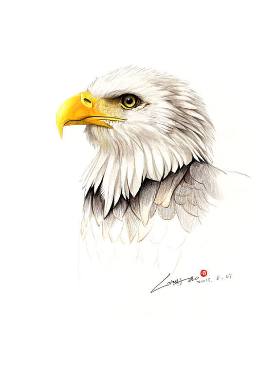 成品海报这两天用彩色铅笔画的老鹰,完成后做成了海报.