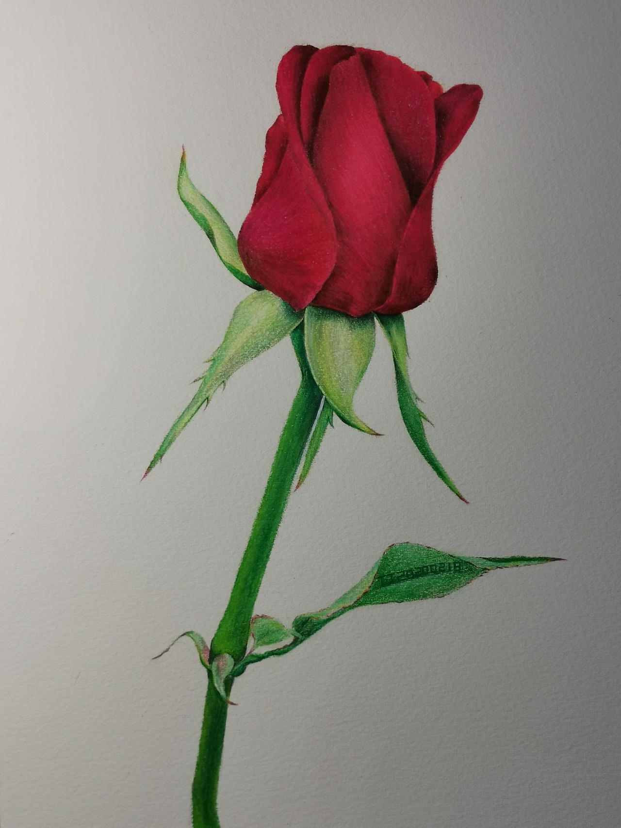 两个晚上画一支玫瑰 虽然没有粉丝也没有人