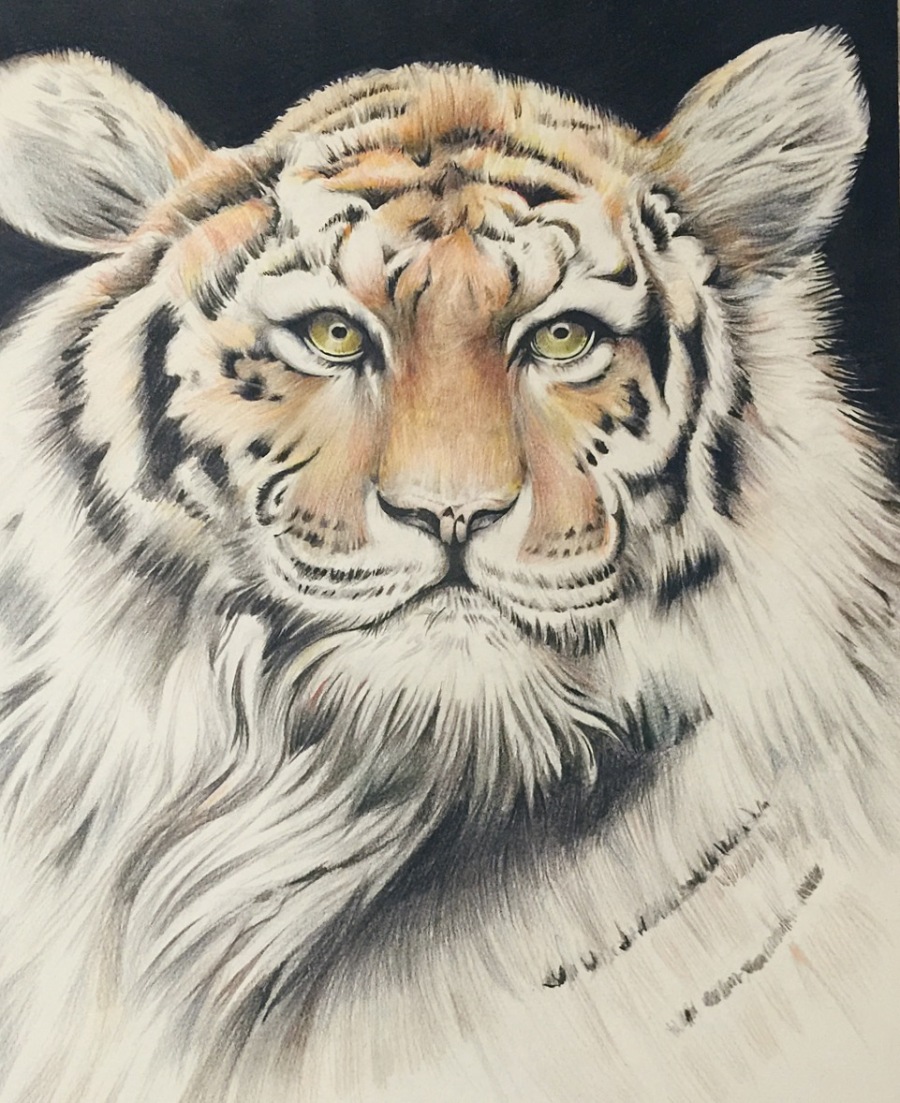 虎|彩铅|纯艺术|猪小二 - 原创设计作品 - 站酷 (Z