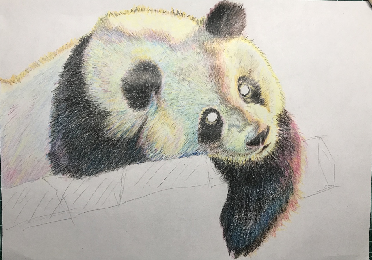 彩铅-熊猫