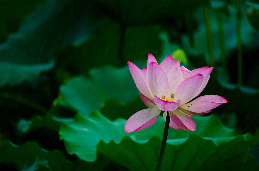 荷花奔放的季节-烟雾意境荷花|生态|摄影|官威 