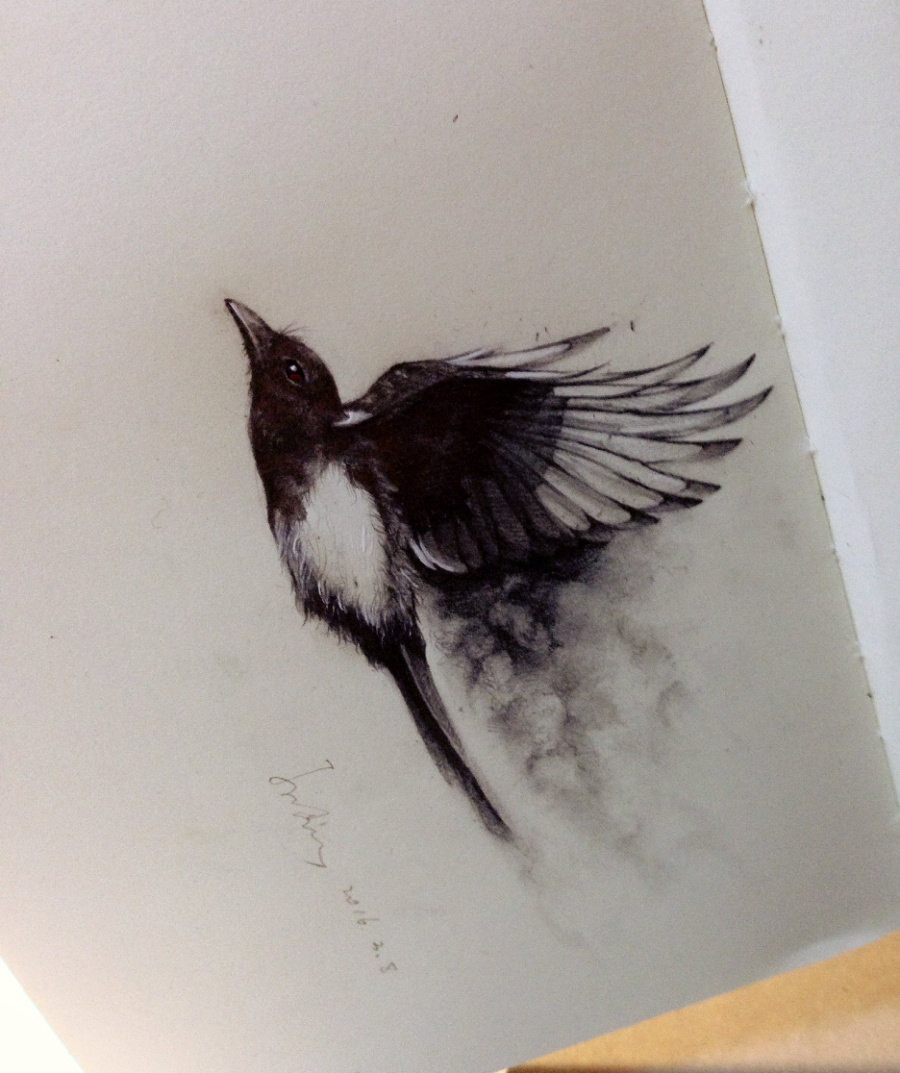素描喜鹊|绘画习作|插画|三水suni - 原创设计作
