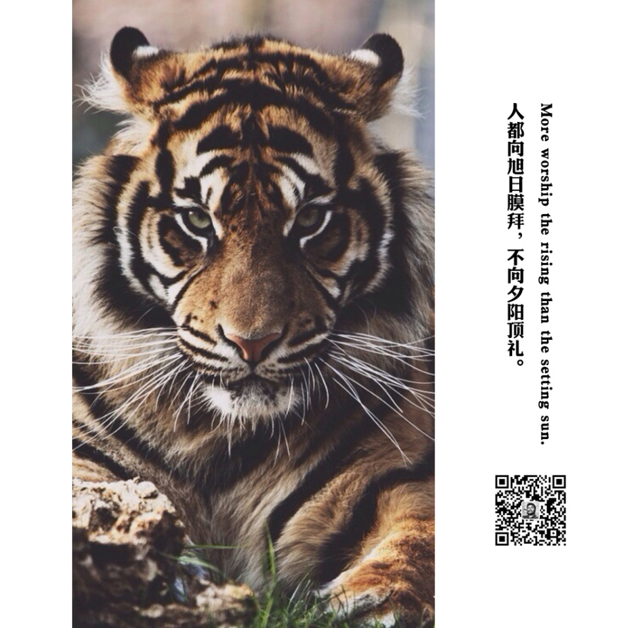 《小丑语录》第5话|海报|平面|漫步的北极熊 - 原