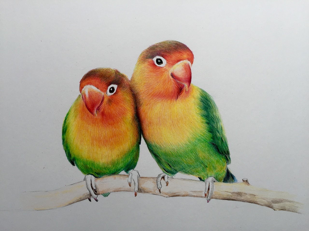 彩铅手绘-牡丹鹦鹉