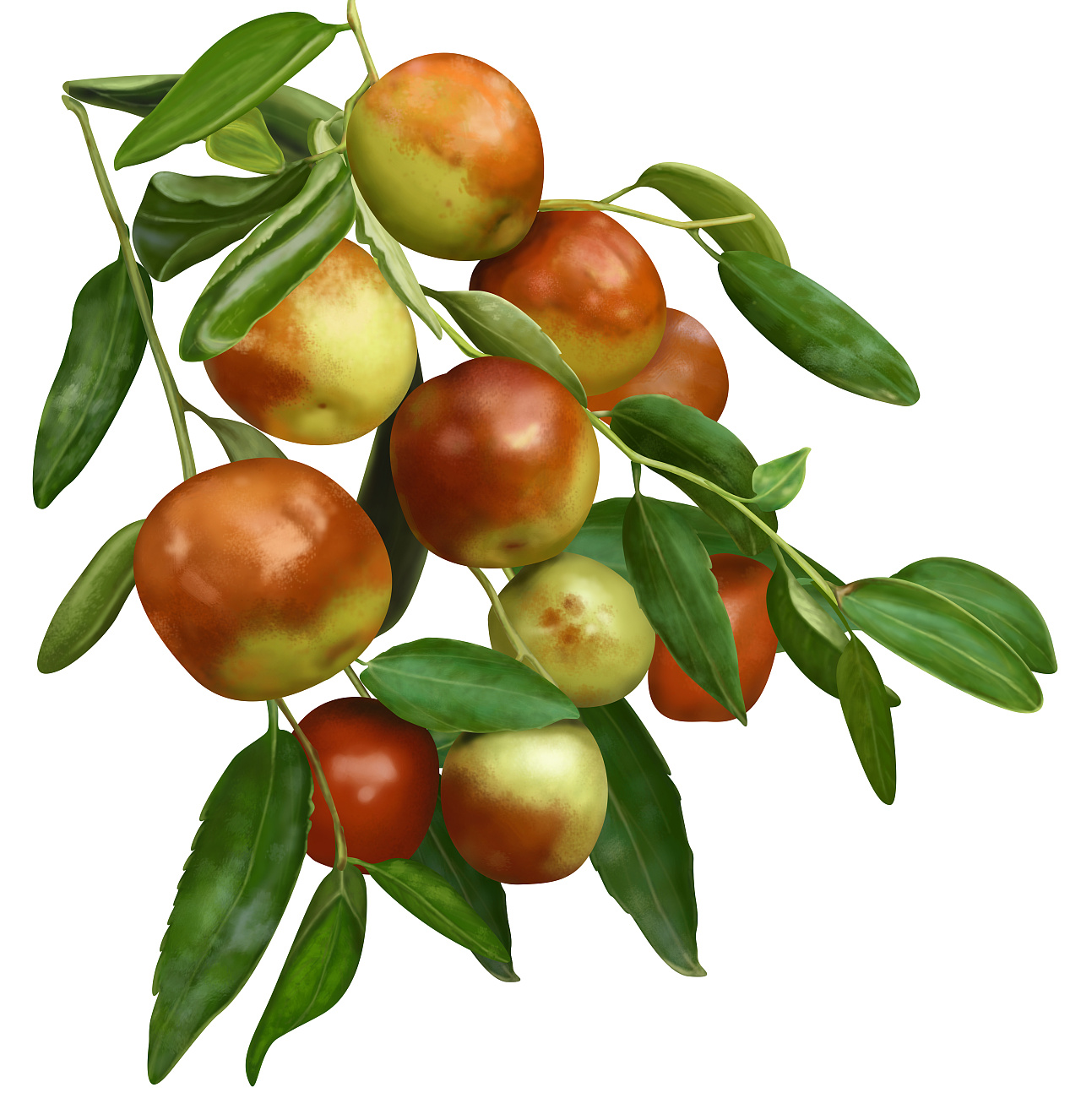 大荔冬枣|平面|包装|喵咖 - 原创作品 - 站酷 (ZCOOL)