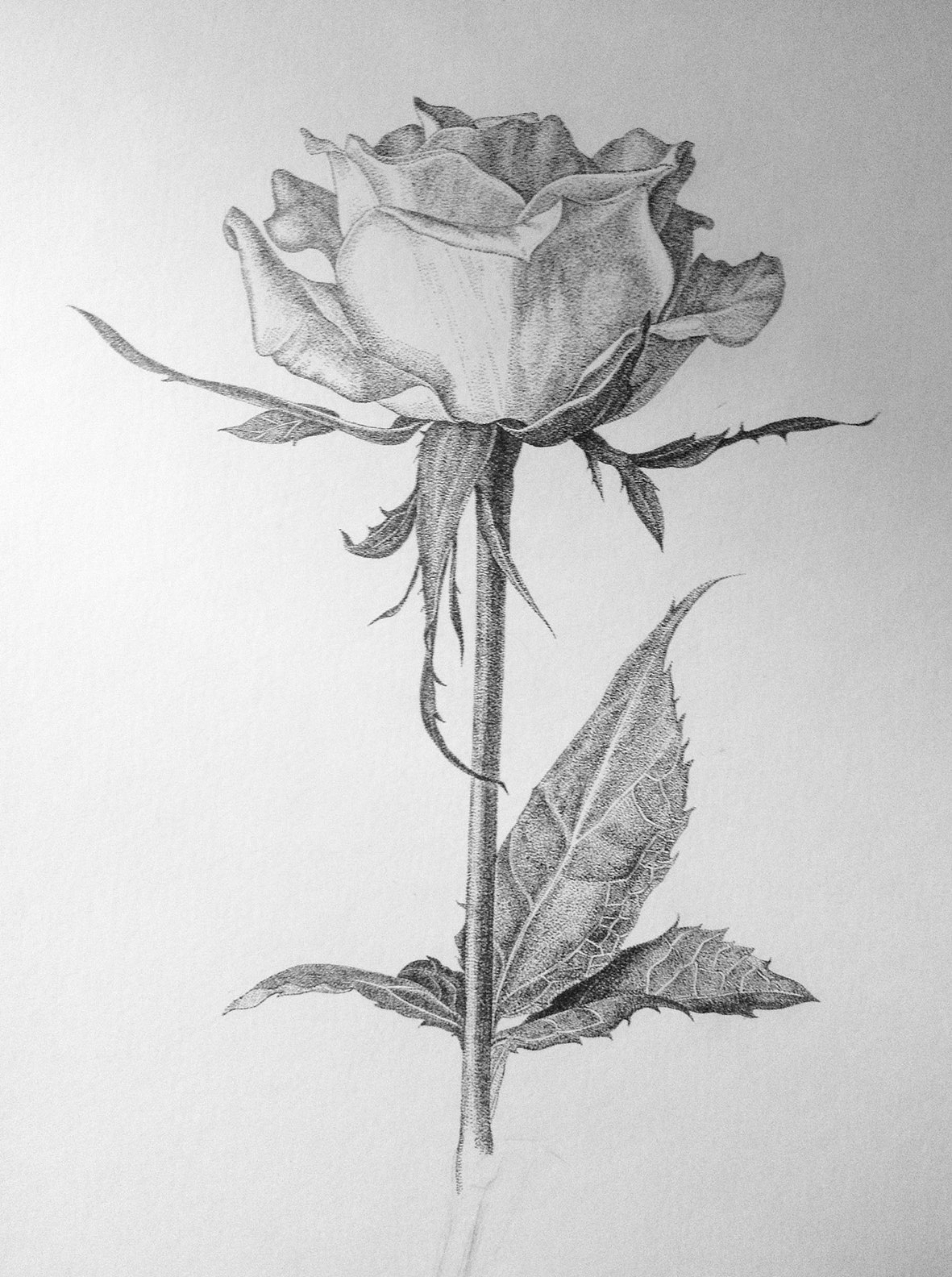 钢笔画-玫瑰