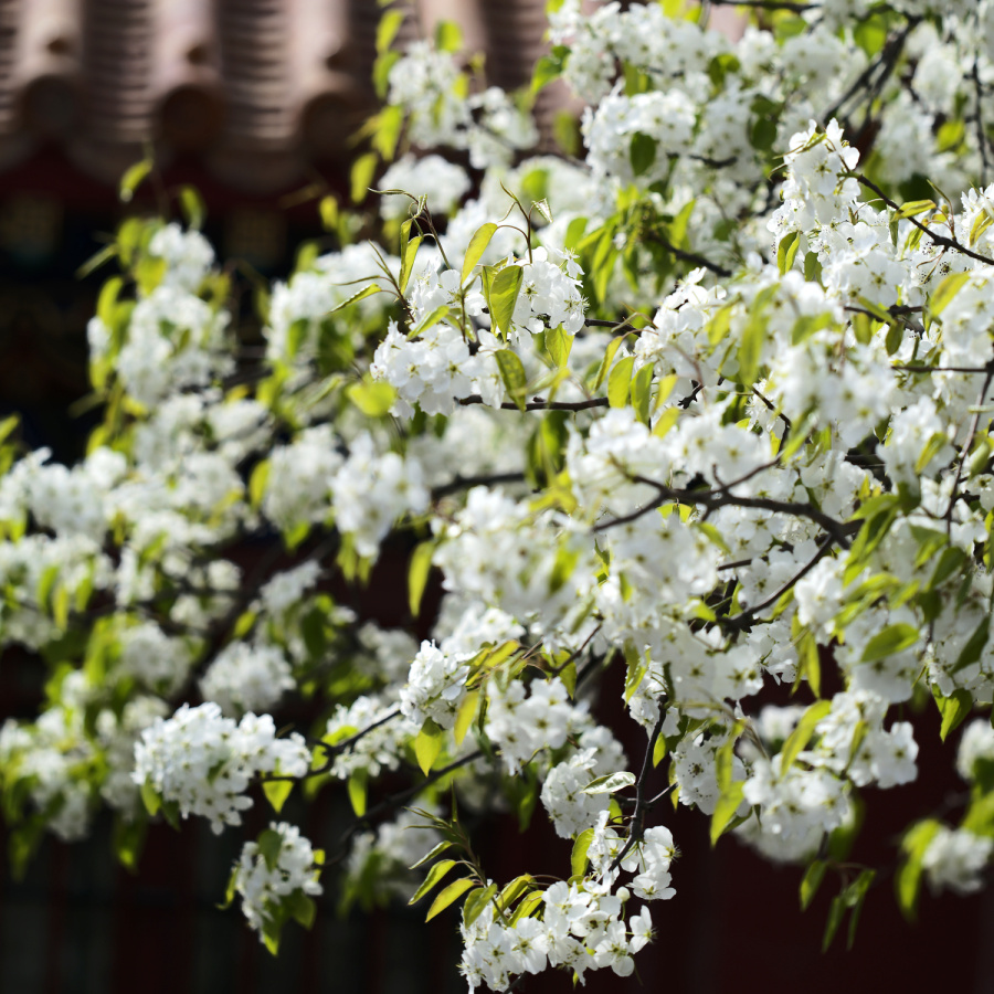 众爱卿,来陪朕一起赏花|游记|摄影|爱上天蝎座 