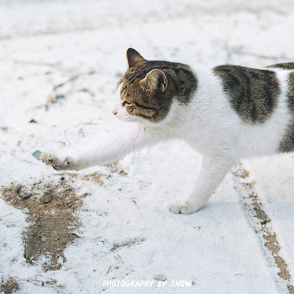 冬日里的小野猫|摄影|动物|摄影师止白snow - 原