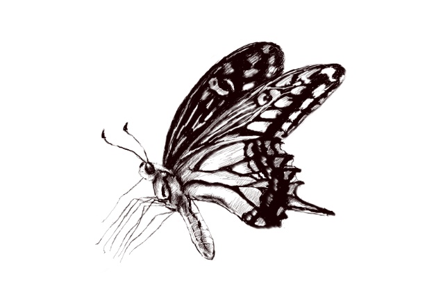 动物昆虫ps素描插画