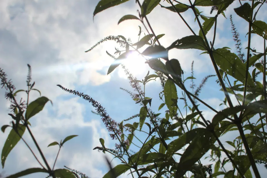 一米阳光|风光|摄影|Five时光无声 - 原创设计作