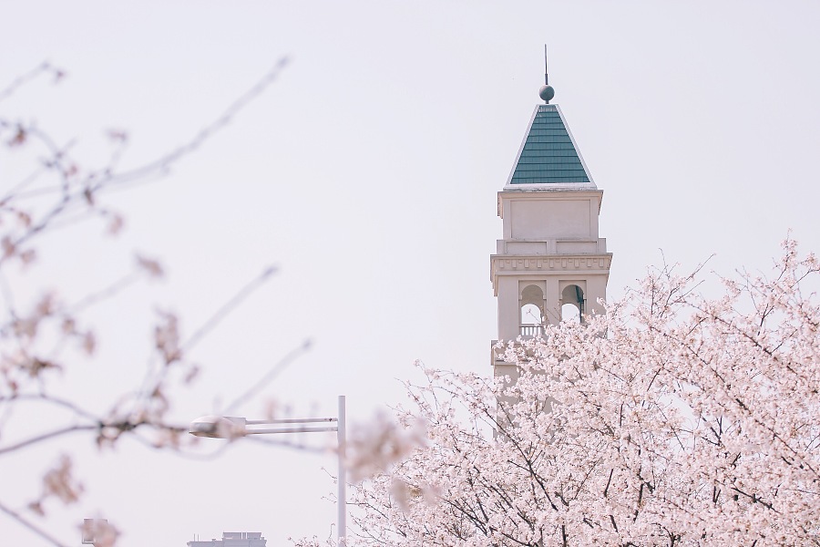 还记得那年越秀樱花树下~|风光|摄影|失眠的蒙