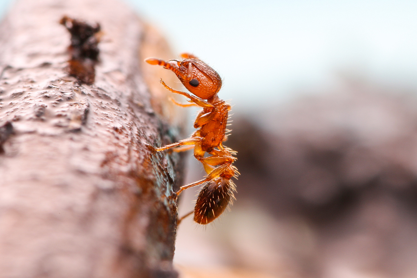 两种蚂蚁 蜘蛛(微距 )