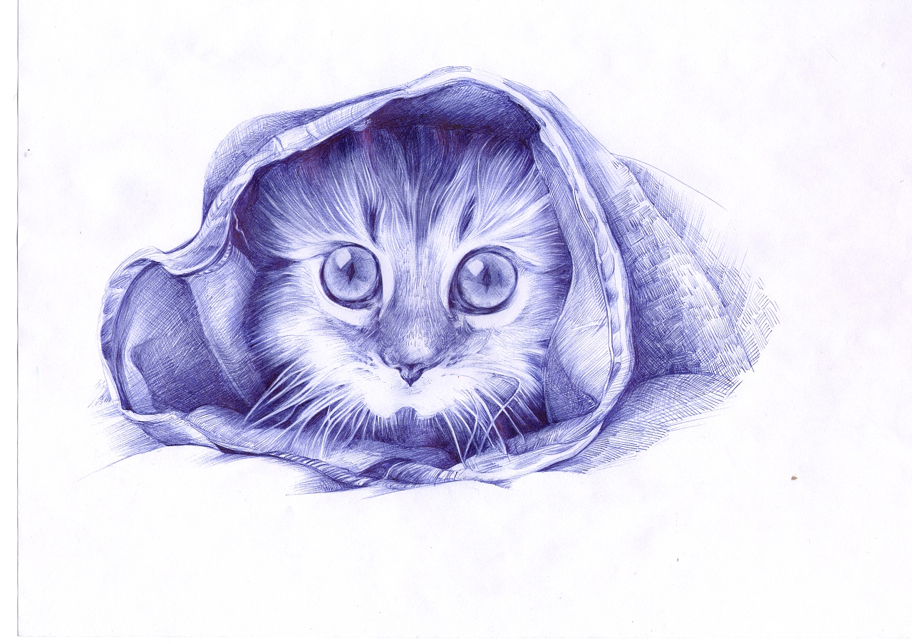 猫咪-圆珠笔画