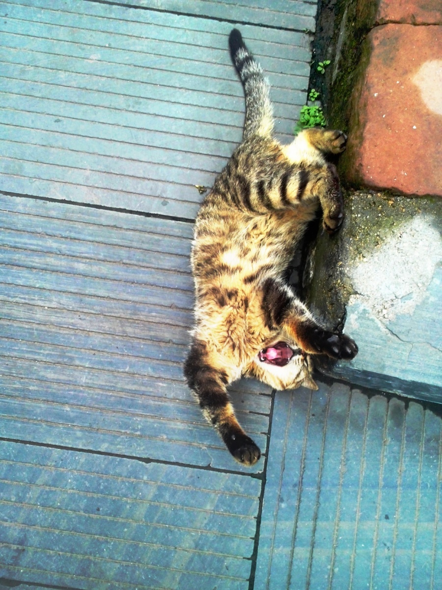 手机摄影 (文化古城)|风光|摄影|MJ豆芽蔡 - 原创