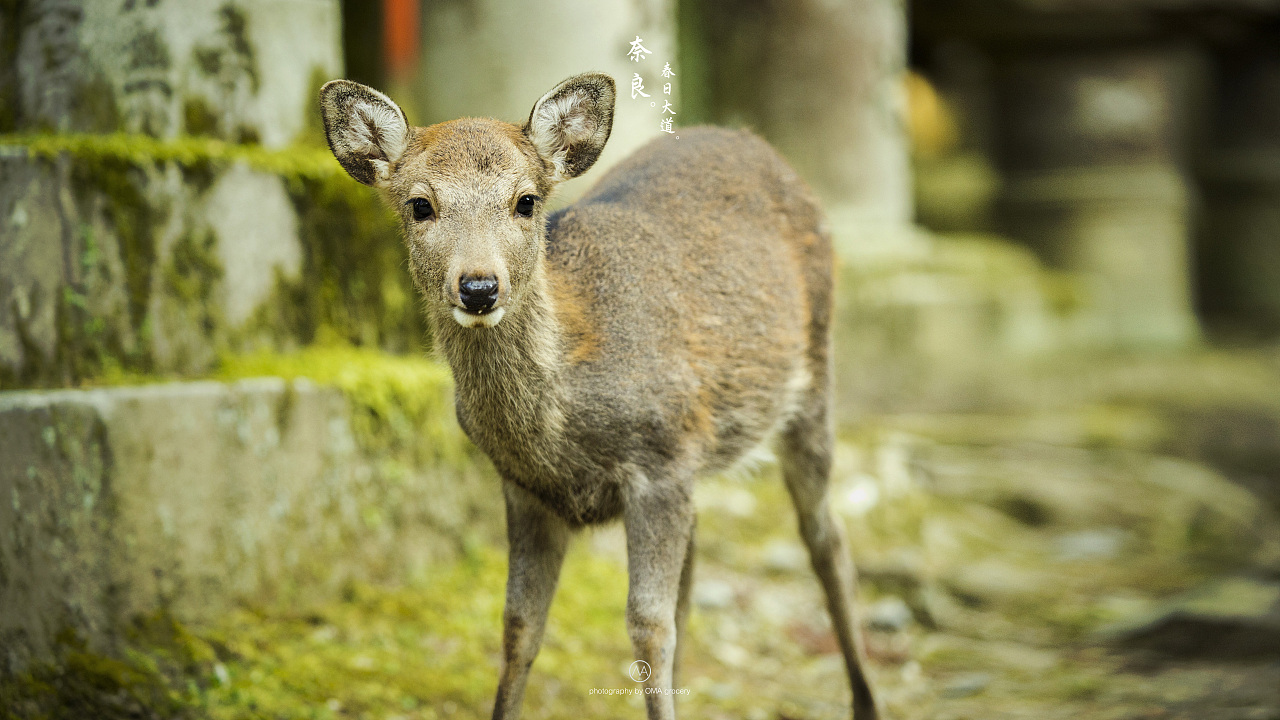 奈良|摄影|风光|omamahk - 原创作品 - 站酷 (ZCOOL)