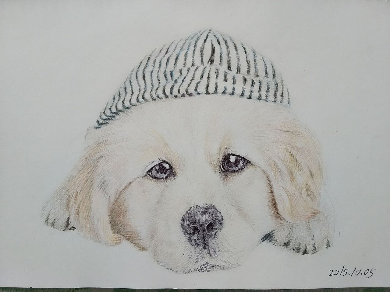 小金毛|纯艺术|素描|水墨1005淡清 - 原创作品 -