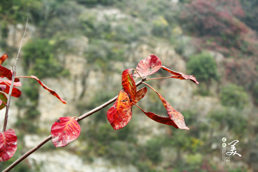 户外旅行--河南巩义长寿山赏红叶|风光|摄影|小