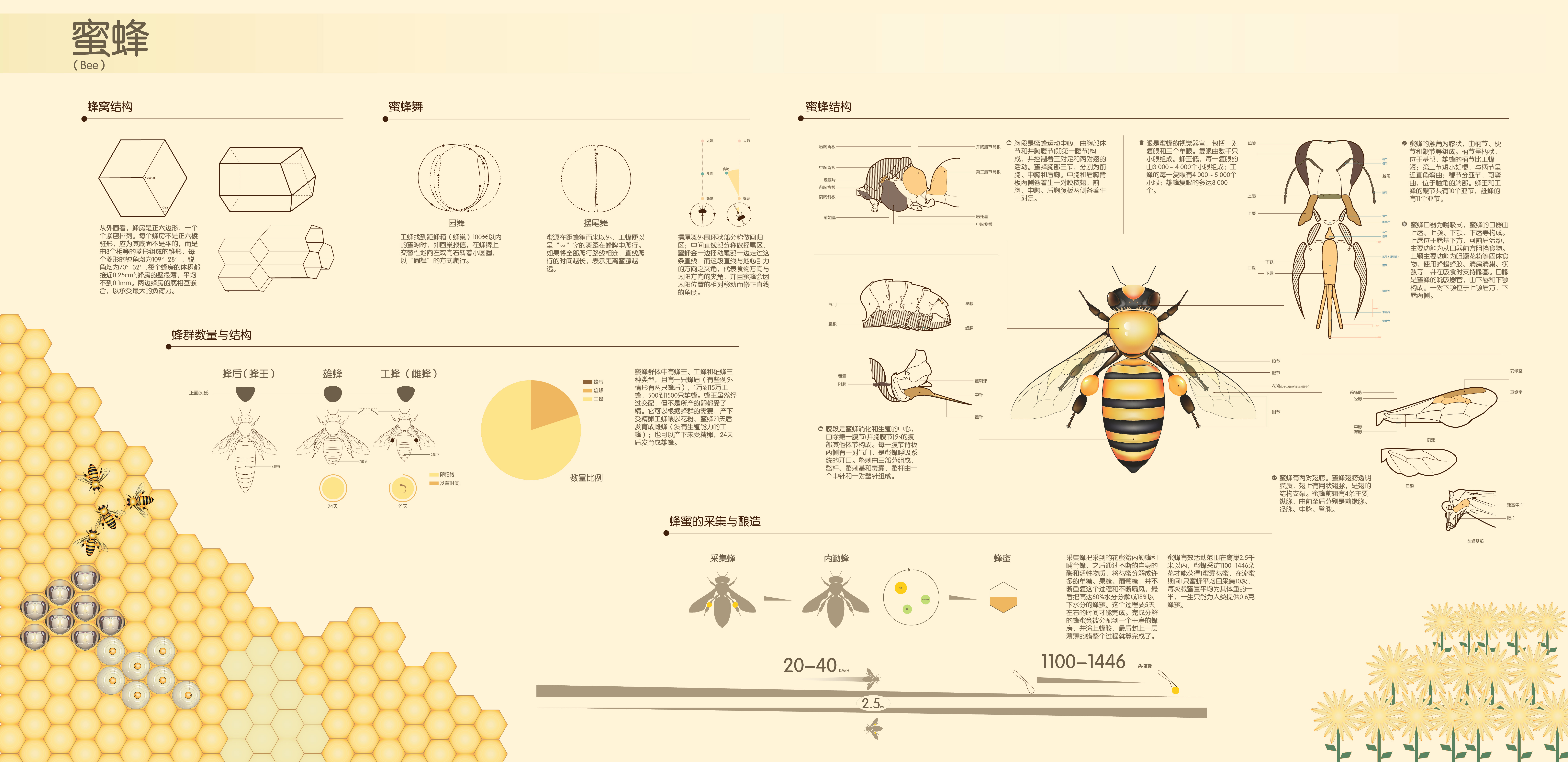蜜蜂信息图表