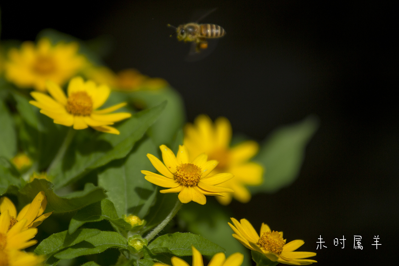 蜜蜂采蜜