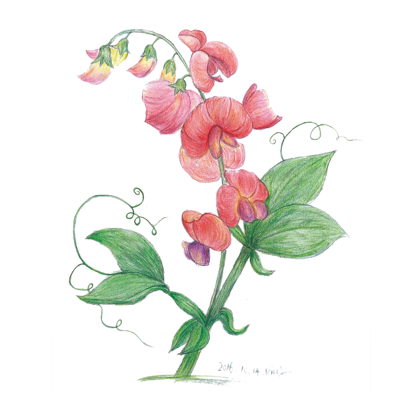 彩铅-芍药花,香豌豆