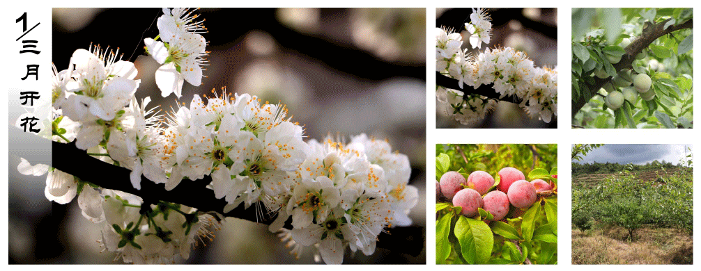 基础版淘宝首页宽屏设计同步详情页全屏店招|