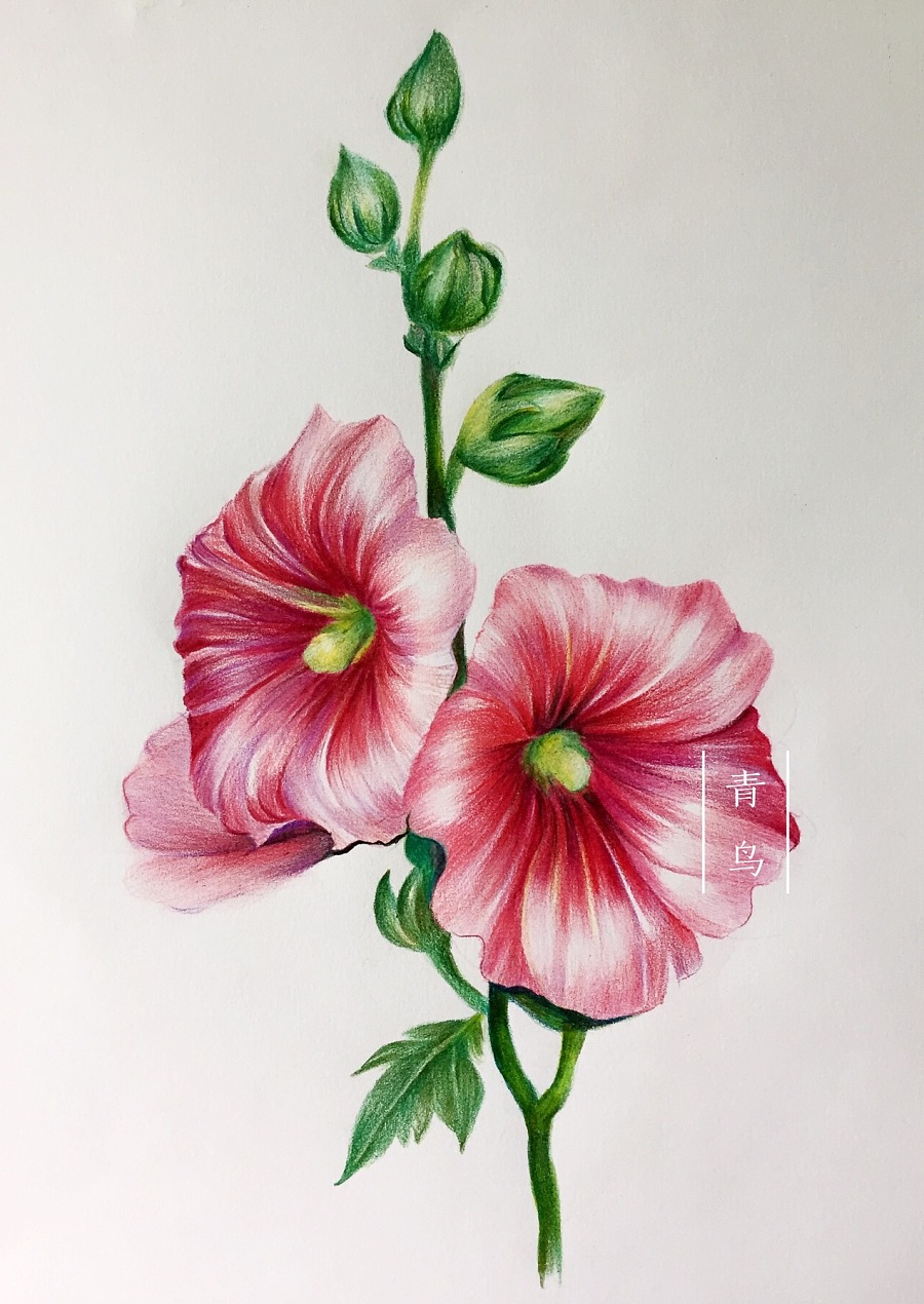 临摹蜀葵 |彩铅|纯艺术|青鸟的 - 原创设计作品 - 站酷 (ZCOOL)