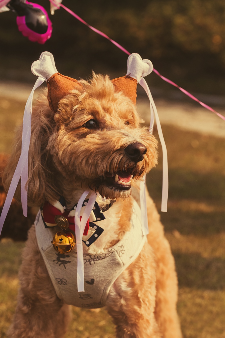 苏州哮天犬宠物摄影